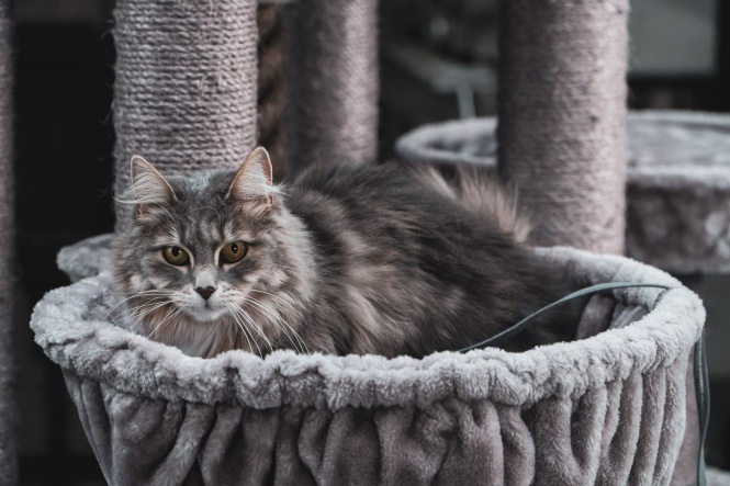 Maine Coon op XXL krabpaal